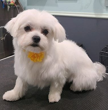 Maltipoo puppies dam