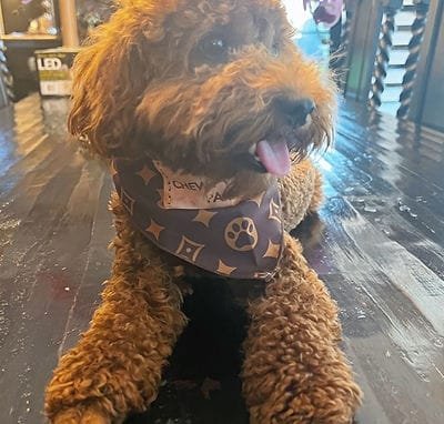 Maltipoo Puppy parents