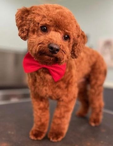 Maltipoo parents