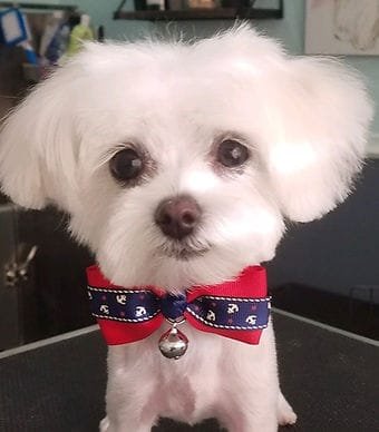 Maltipoo puppies parents, maltipoo for sale