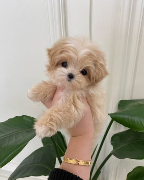 maltipoo puppy for sale