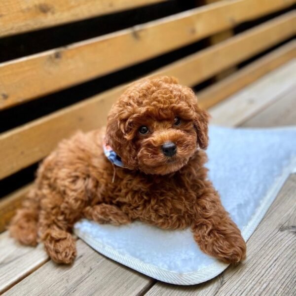 Hops Maltipoo puppy for sale in Canada