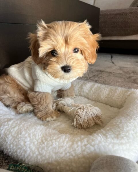 Lala Maltipoo puppies for sale in Canada