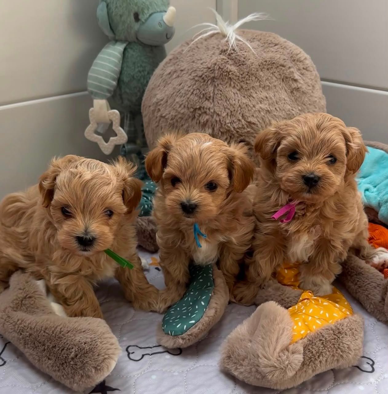 Maltipoo Puppies for Sale in Quebec