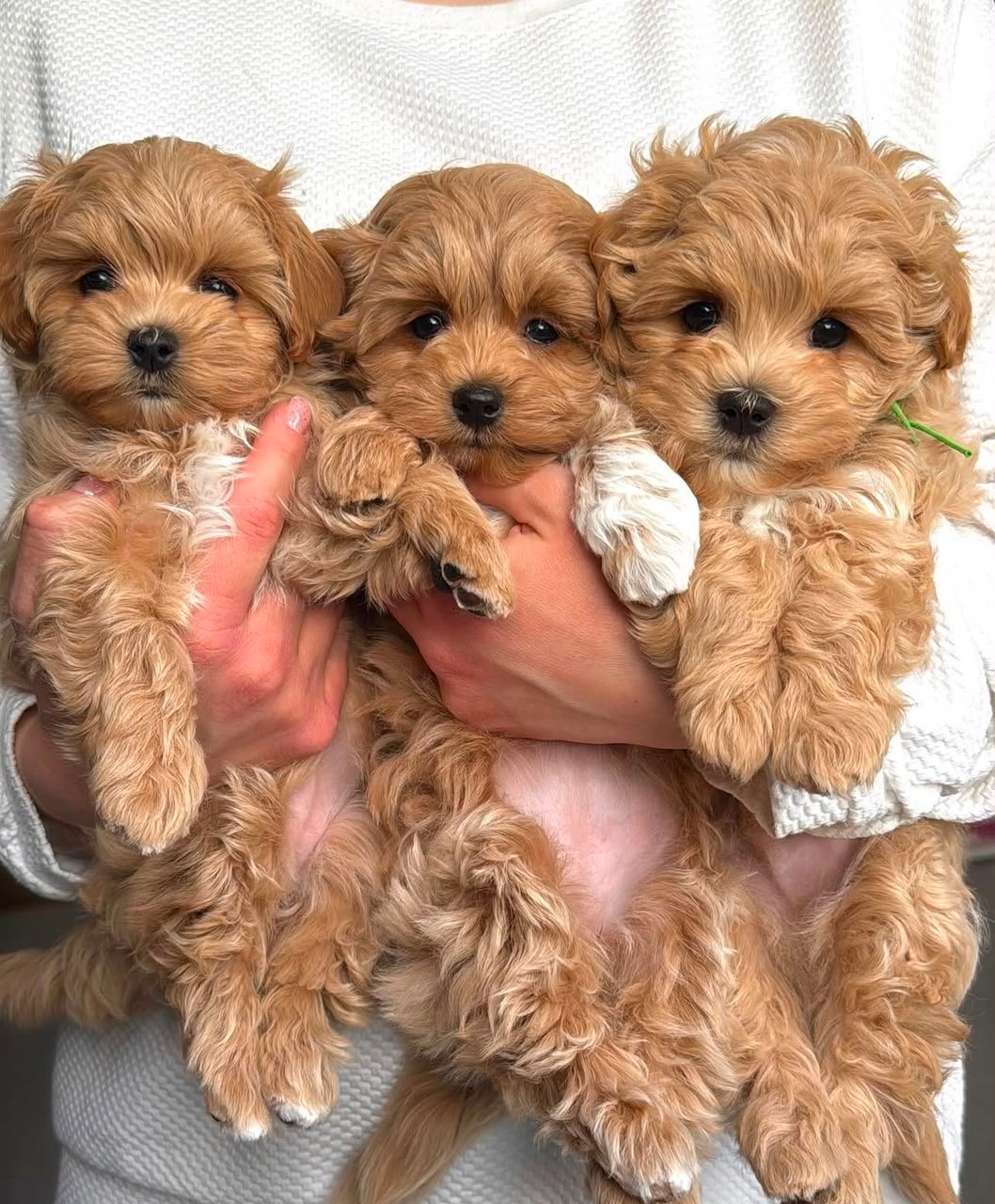 MALTIPOO PUPPIES FOR SALE IN ONTARIO