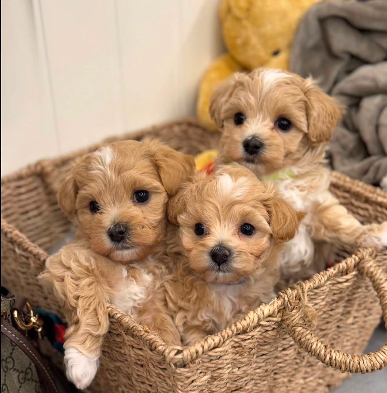 Maltipoo puppy being socialized in a family home