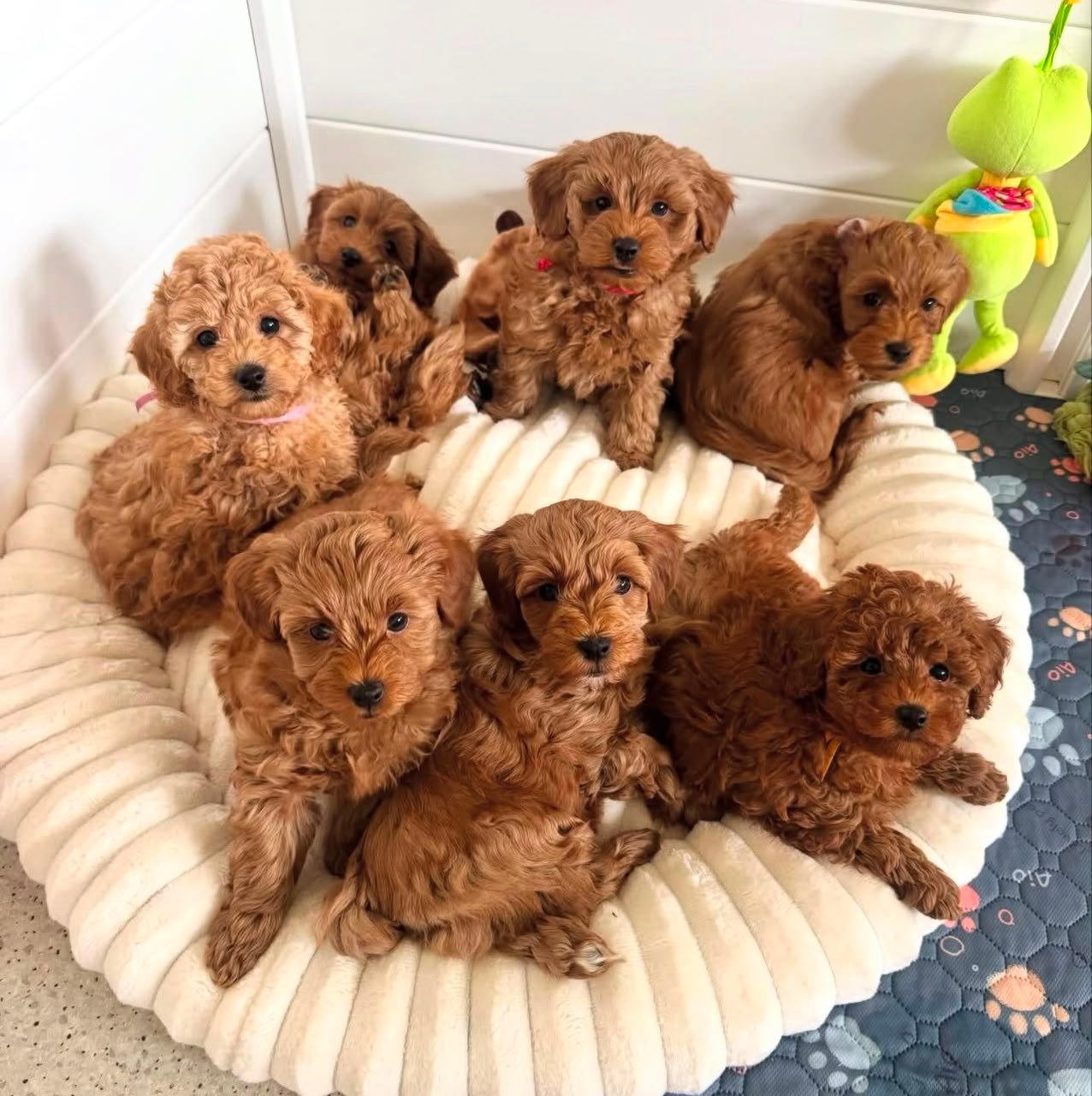Maltipoo Puppies for Sale in British Columbia